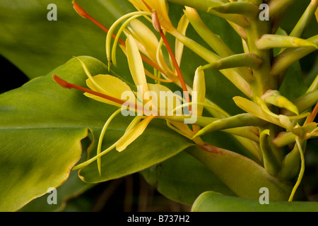 Kahili Ginger or Ginger Lily Hedychium gardnerianum from eastern Himalayas Common weed in Hawaii New Zealand and elsewhere Stock Photo