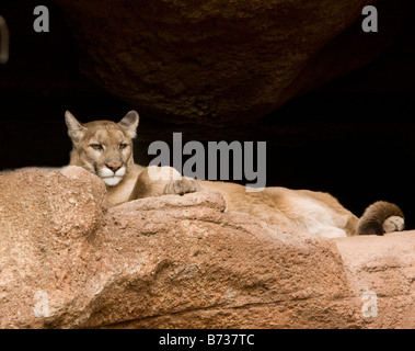 Cougar Puma concolor also known as puma mountain lion or panther Arizona Stock Photo