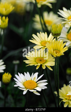 Anthemis tinctoria Yellow flowers of golden chamomile Closeup macro detail close up Stock Photo