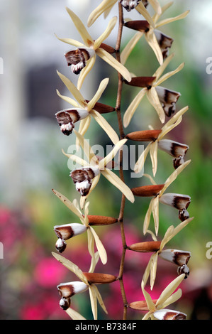 Coelogyne dayana orchid flower spike brown white Stock Photo