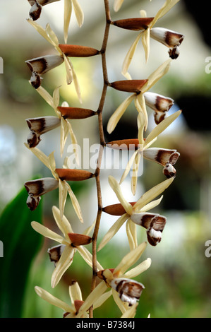 Coelogyne dayana orchid flower spike brown white Stock Photo