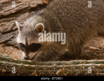 Raccoon or Racoon Procyon lotor Arizona Stock Photo