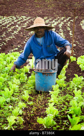 Man working on a farm harvesting lettuce Mauritius Stock Photo