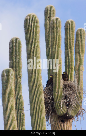 Harris s Hawk Parabuteo unicinctus young birds at the nest in a Saguaro cactus Carnegiea gigantea Sonoran desert Arizona Stock Photo