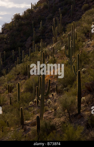 Giant Cactus or Saguaro Carnegiea gigantea in the Saguaro National Park west Sonoran Desert Arizona Stock Photo