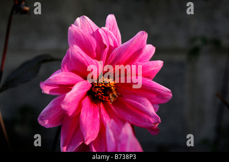 dahlia fascination pink flower Stock Photo