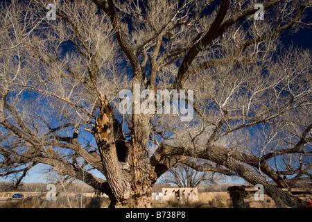Ancient and large Fremont Cottonwood Populus fremontii San Pedro Riparian area south east Arizona Stock Photo