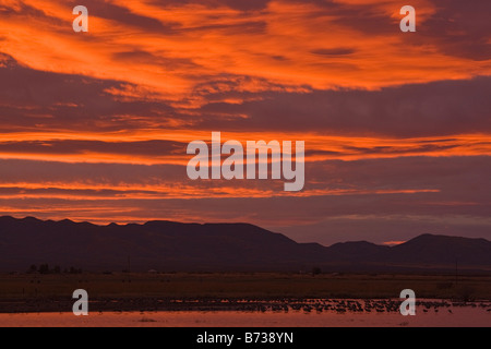 Whitewater Draw Wildlife Area well known sandhill crane roosting site at sunset with cranes south east Arizona USA Stock Photo