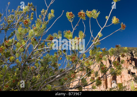 Mexican Pinyon Pine (Pinus cembroides) habit, growing in desert, Chisos ...