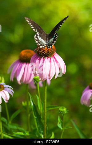 A spicebush swallowtail butterfly on a coneflower. Stock Photo