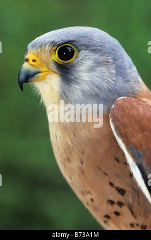 Close up of Lesser Kestrel, Bahrain, Arabian Gulf Stock Photo