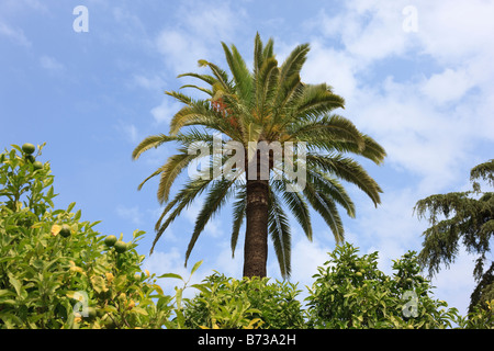 A palm tree amongst lime trees on the plaza outside Alameda Vieja Jerez 2008 Stock Photo