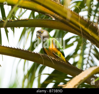 Senegal Parrot Poicephalus senegalus WILD Stock Photo