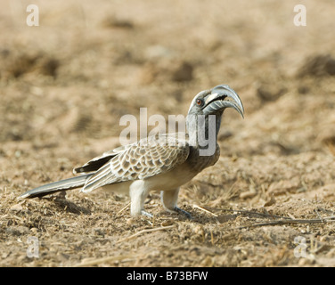 African Grey Hornbill Tockus nasutus WILD Stock Photo