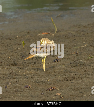 Senegal Thick Knee Burhinus senegalensis WILD Stock Photo