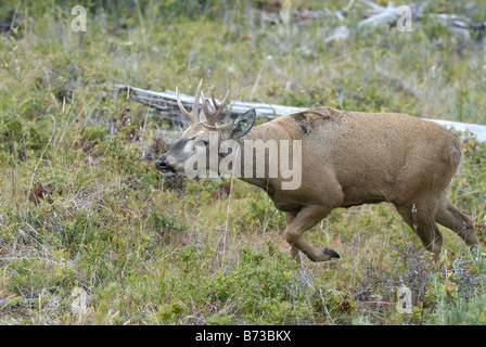 southern huemul stag scenting female Stock Photo