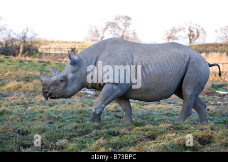 Eastern Black Rhinoceros Diceros bicornis michaeli Stock Photo