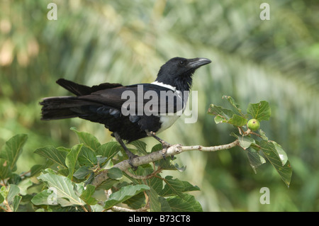 Pied Crow Corvus albus Stock Photo