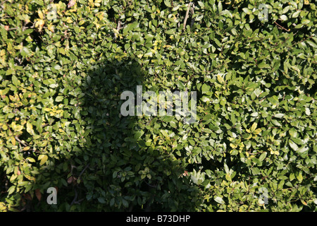 close up man's statue head shadow on tree hedge Stock Photo