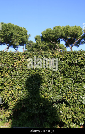 close up man's statue head shadow on tree hedge Stock Photo