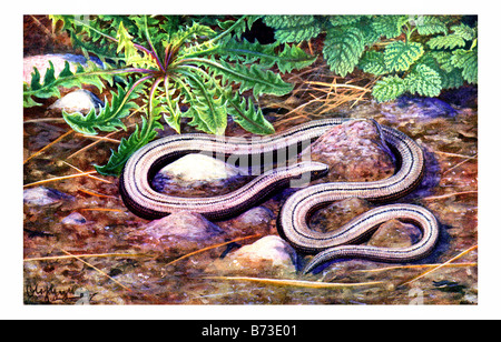 illustration of a Anguis fragilis, slow worm Stock Photo
