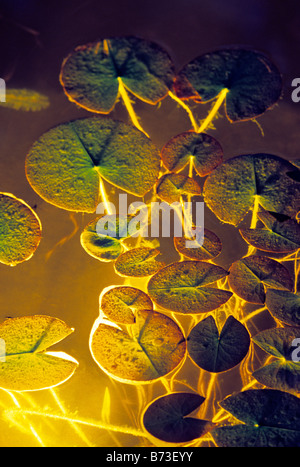 WATER LILY PADS IN GARDEN POND AND UNDERWATER LOW-VOLTAGE FIBER OPTIC LIGHTING.  MINNESOTA. Stock Photo