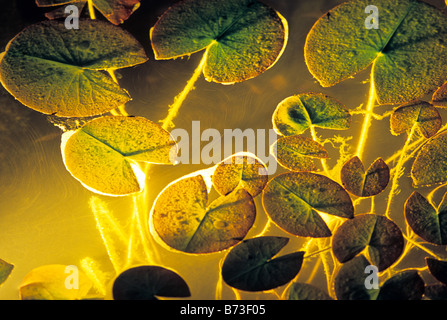WATER LILY PADS IN GARDEN POND AND UNDERWATER LOW-VOLTAGE FIBER OPTIC LIGHTING.  MINNESOTA. Stock Photo