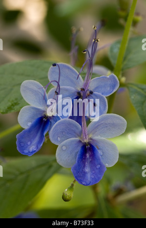 Blue butterfly bush, Blue glorybower (Clerodendrum myricoides 'Ugandense', Verbenaceae) flowers Stock Photo