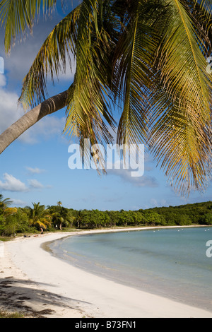 Sun Bay beach in Vieques Puerto Rico Stock Photo