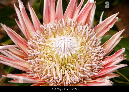 king protea protea cynaroides the national flower of south africa kirstenbosch national botanical garden cape town south africa Stock Photo