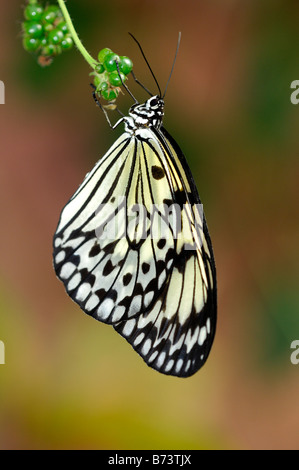 White Tree Nymph, Paper Kite, Rice Paper butterfly, Idea leuconoe, tropical butterfly Stock Photo