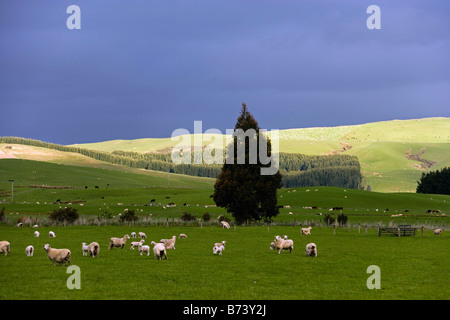 New Zealand, South Island, The Catlins, Near Invercargill. Grazing sheep. Stock Photo