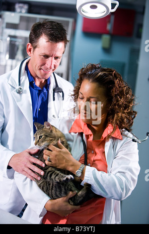 Close-up of Vets in examination room with domestic cat Stock Photo