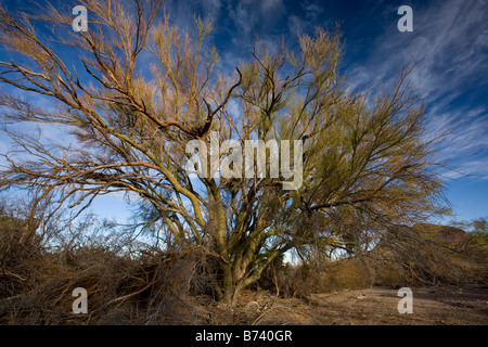 Blue Palo Verde bush Parkinsonia florida in Saguaro National Park Arizona Stock Photo