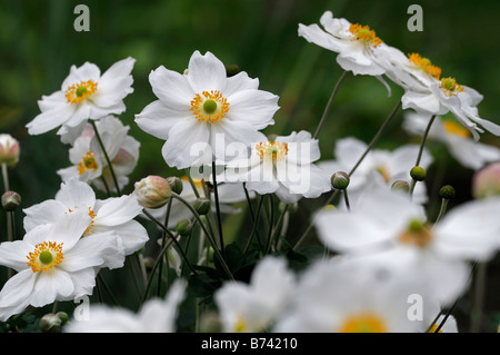 anemone hybrida 'honorine jobert' white flower bloom blossom perennial late summer early autumn Stock Photo