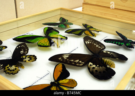 Lepidoptera collection in the lab of Cibinong Science Center, Indonesia Stock Photo