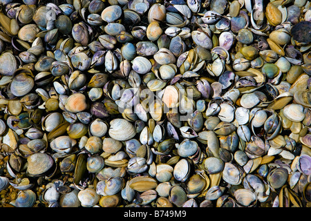 New Zealand, South Island, Abel Tasman National Park. Shells. Stock Photo