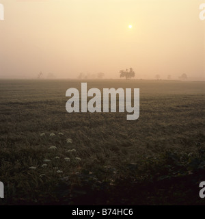 Early morning over a barley crop in ear looking towards an orange sunrise Oxfordshire Stock Photo