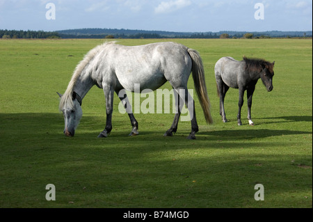 Grey mare and foal New Forest Ponies grazing at Wilverley Plain Hampshire Stock Photo