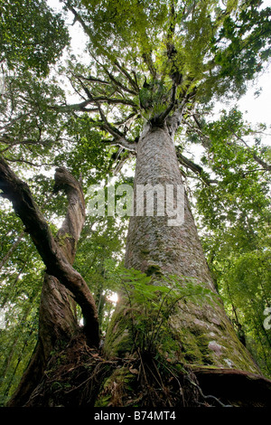 New Zealand, North Island, Waipoua Kauri Forest National park. Kauri tree, called : Tane Mahuta, 51 meters. Stock Photo