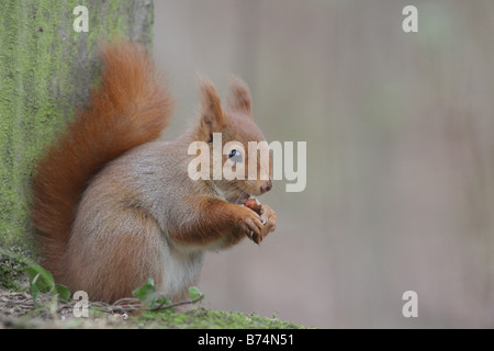 RED SQUIRREL eating nut Stock Photo