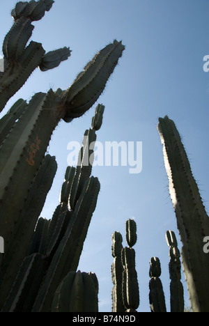 backlighted Cactuses against blue sky Stock Photo