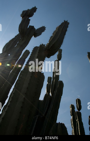 backlighted Cactuses against blue sky Stock Photo