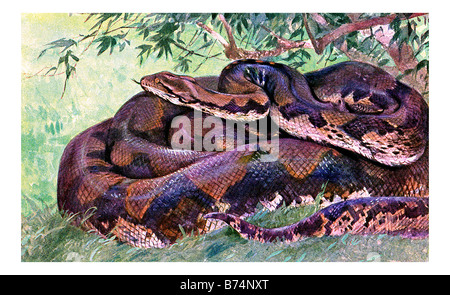 illustration of a regal python Stock Photo