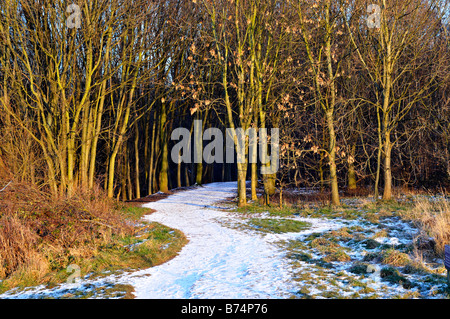 snow covered path in stenner woods, didsbury Stock Photo