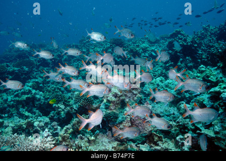 Shoal of Lattice soldierfish Myripristis violacea Mahe, Seychelles, Indian Ocean Stock Photo