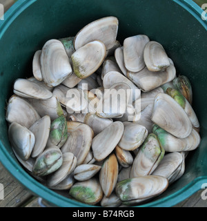 Pippies NZ native clams in a bucket Stock Photo