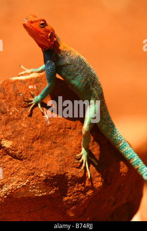 An East African Rainbow Lizard basking on a rock in Kenya Stock Photo