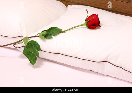 Single long stem red rose laying on pillow Stock Photo