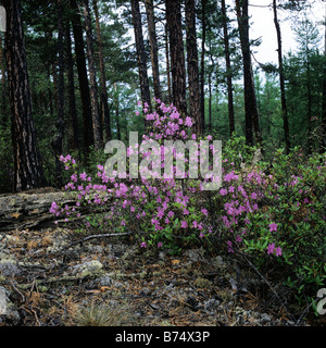 Blossoming rhododendron, Lake Baikal, Russia, Island Olkhon. Stock Photo